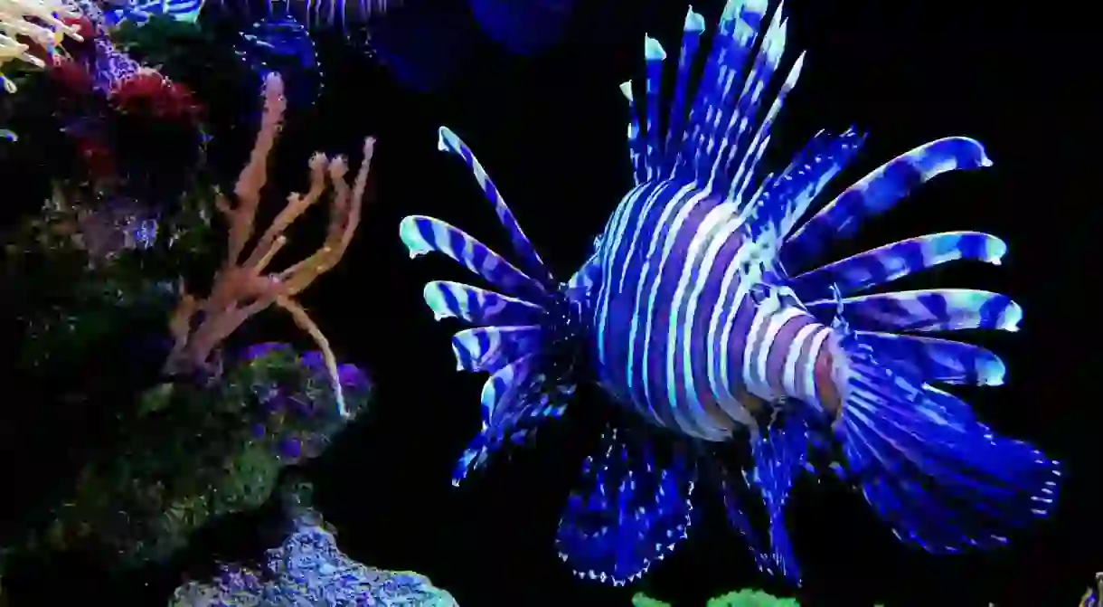 Lionfish, Perth, WA, Australia, Hillarys