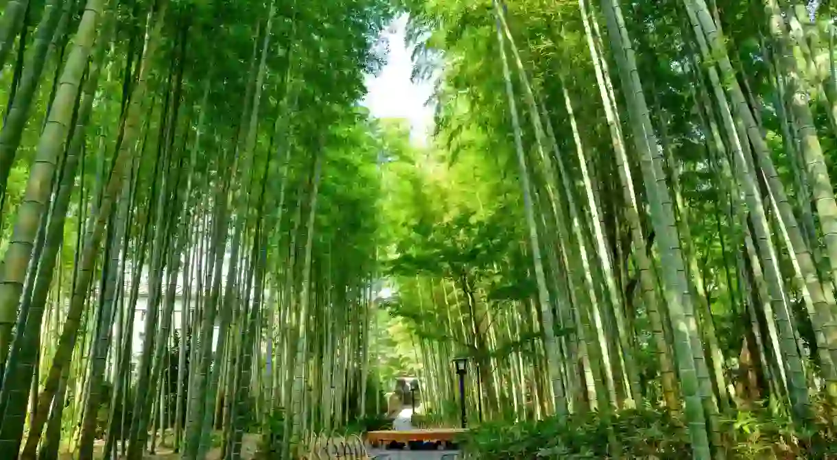 The beautiful town of Shuzenji, and its glorious bamboo forest path, is one of Japans best kept secrets