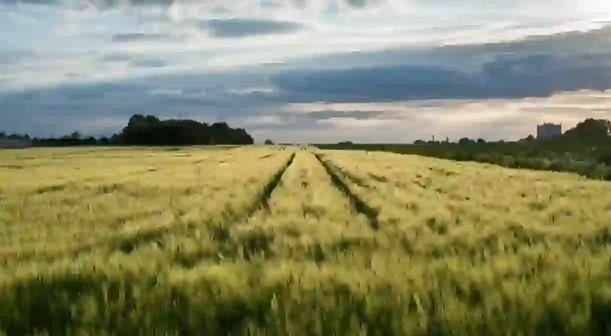 Field of grain in Opole city, Poland