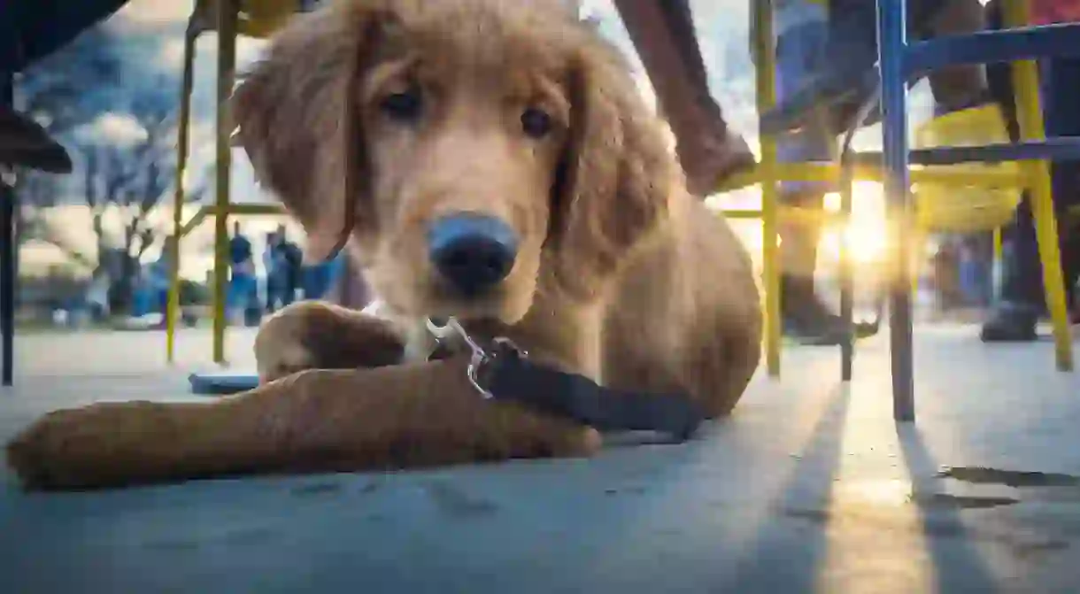 Dog in a restaurant