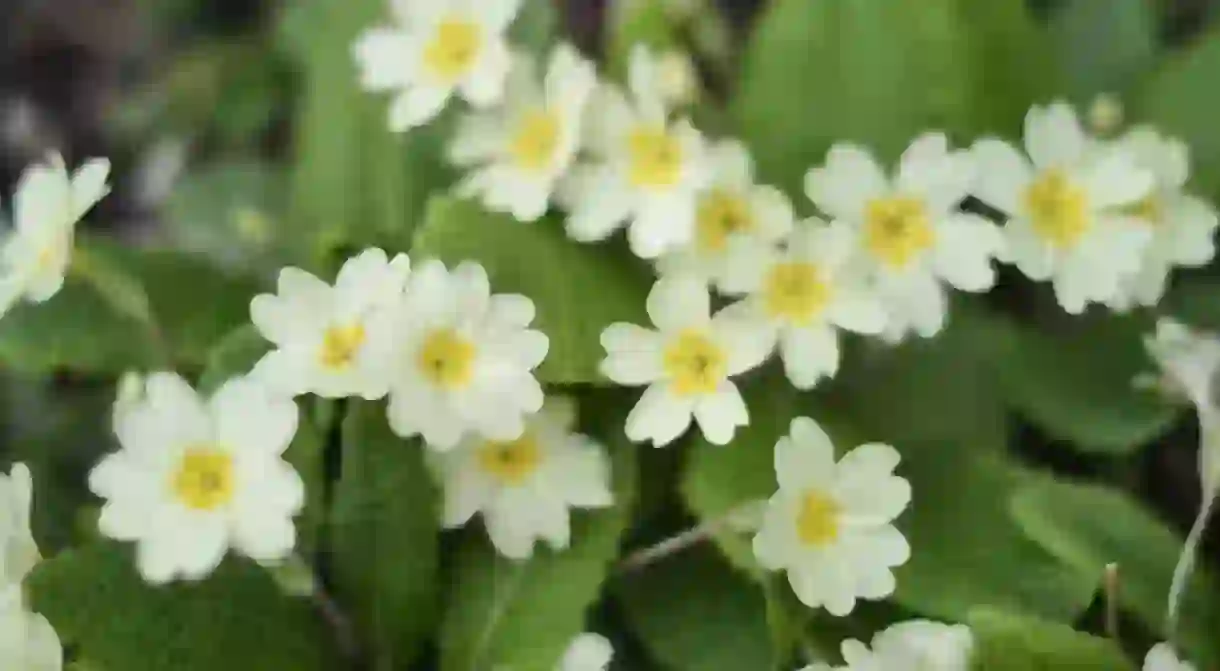 Primrose