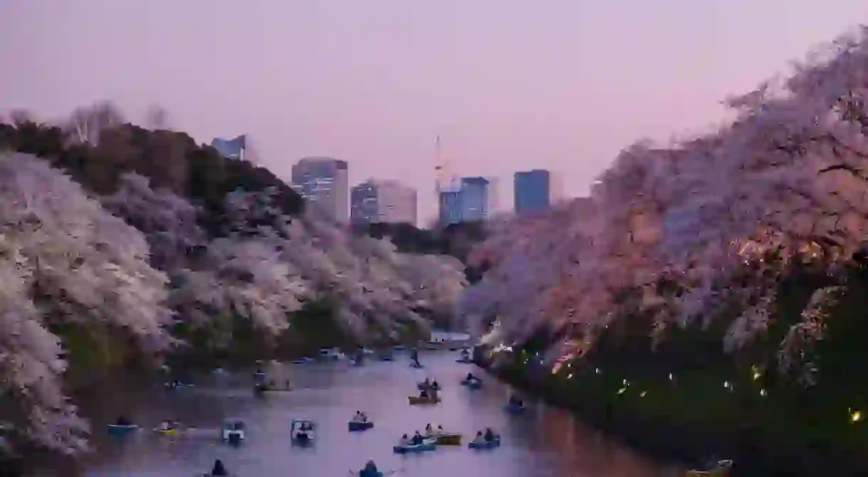 Will you join us in Japan this cherry blossom season?