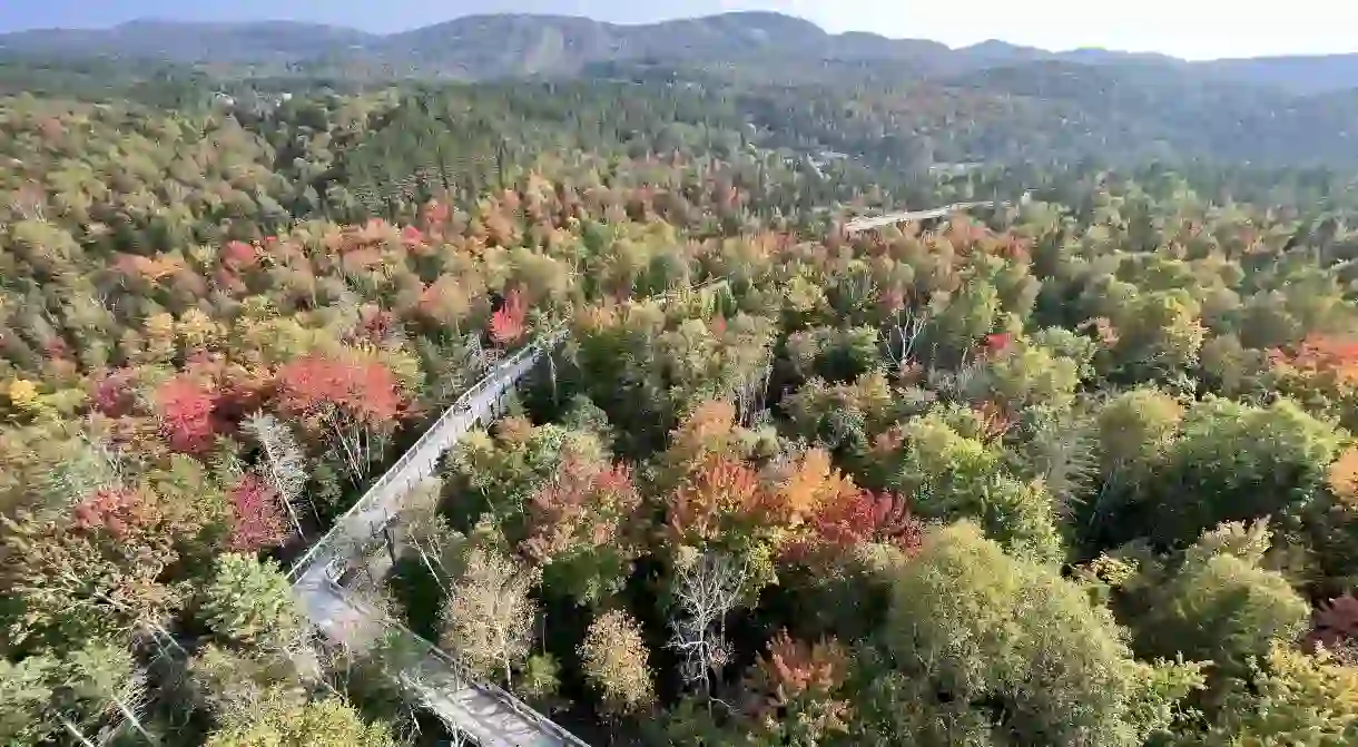 Take a walk amongst the trees in magical Québec