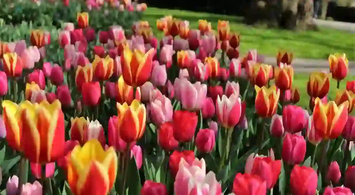 Tulips in Keukenhof gardens