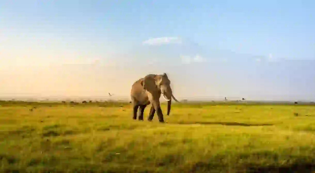 Mount Kilimanjaro with an elephant walking across the foreground. Amboseli national park, Kenya.