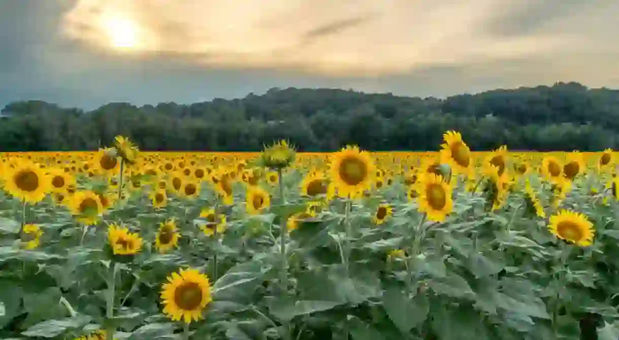 Summer in Missouri