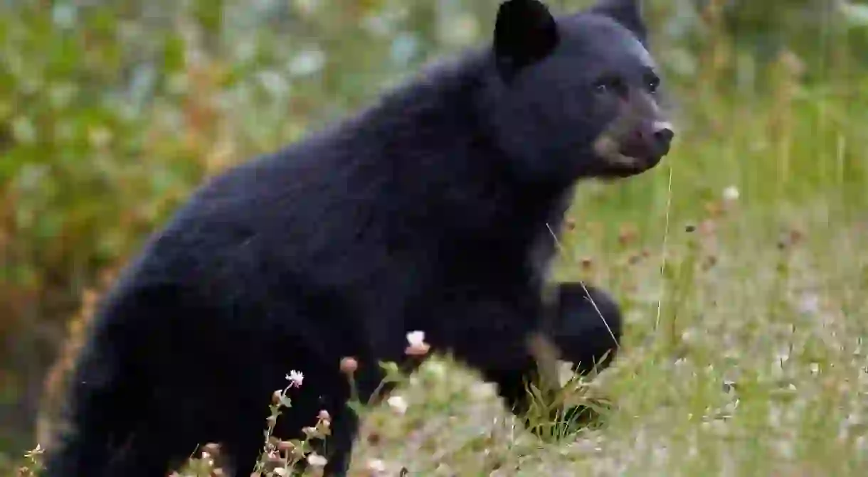 Black bear (ursus americanus) cub of the year in the fall, jasper national park, unesco world heritage site, alberta, canada, north america