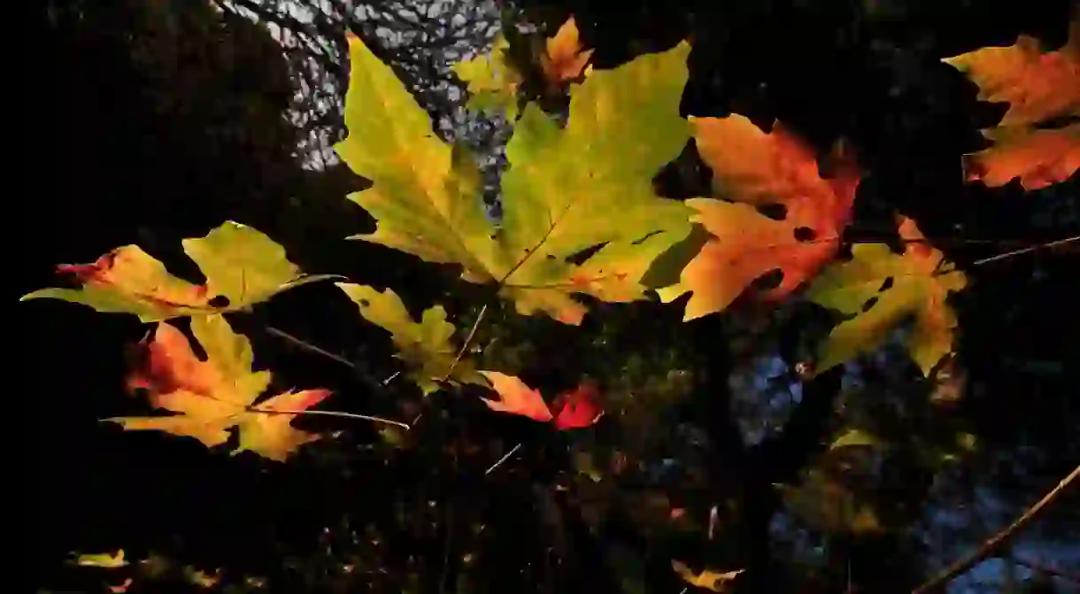 Sunlit early fall leaves in the Muir Woods National Monument, Mill Valley, California, USA.