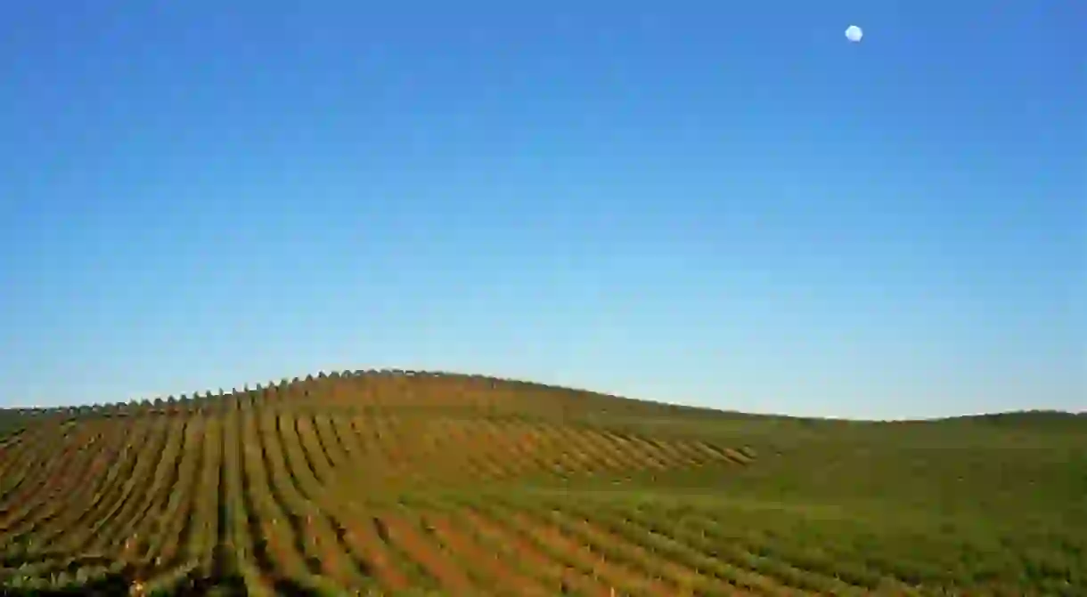 Grape vineyard with full moon rising, Carneros, Napa Valley, California, United States of America, North America