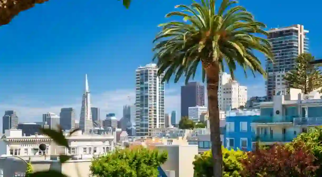 Downtown San Francisco with the Transamerica Pyramid and huge palm tree, San Francisco, California, United States of America, North America