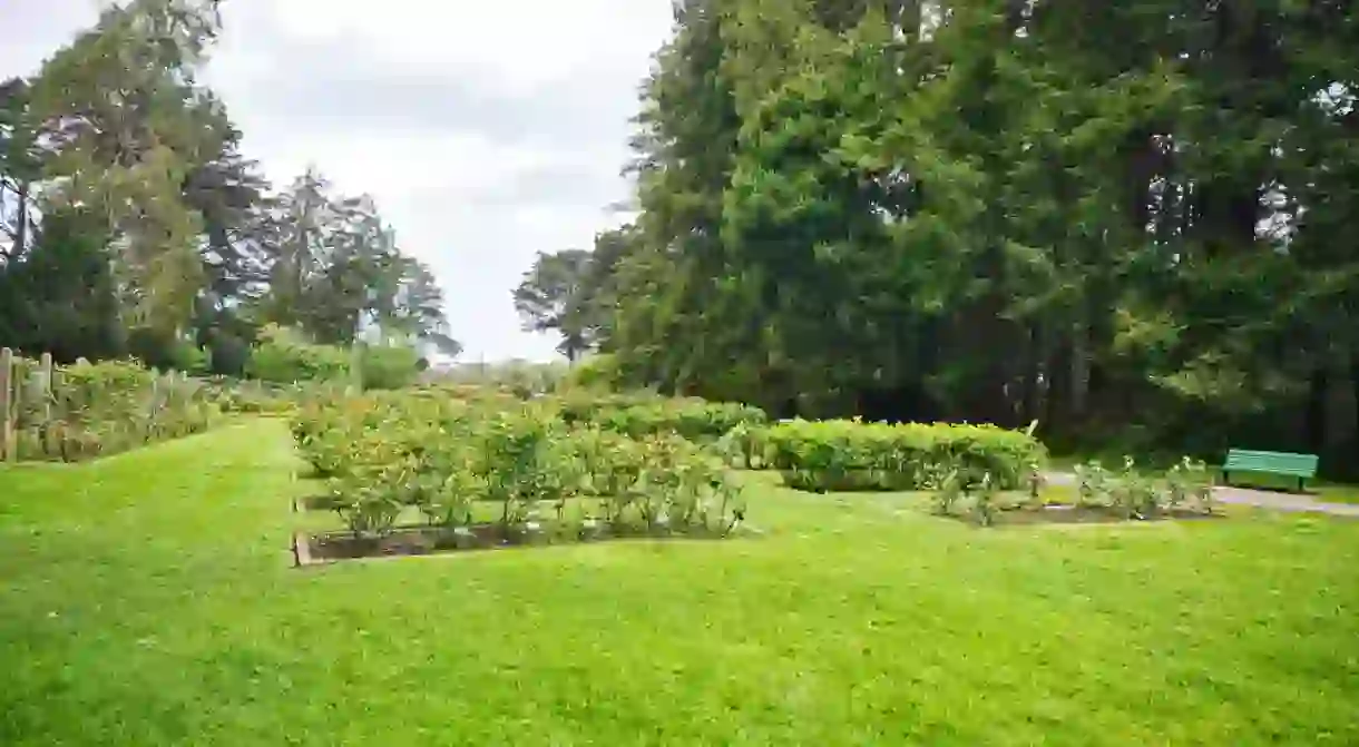 San Franciscos Rose Garden at the Golden Gate Park in California, USA.