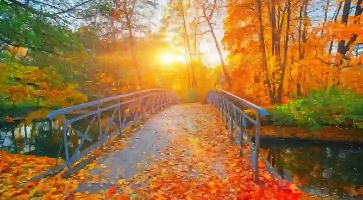 Autumn nature landscape. Lake bridge in fall forest. Path way in gold woods. Romantic view image scene. Magic misty sunset pond. Red color tree leaf park. Calm bright light, city sunrise, sunlight sun