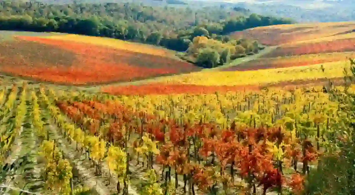 Autumn, with red and yellow leaves, between Poggibonsi and Castellina in Chianti, in wine-growing area or region of Chianti, Tuscany, Italy, Europe