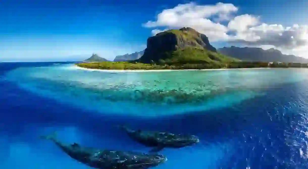 Indian Ocean, Mauritius Whales and sperm whales and vibrant coral reefs and sea Turtles. Mauritius island under waterfall, Mauritius undersea, Mauritius sea