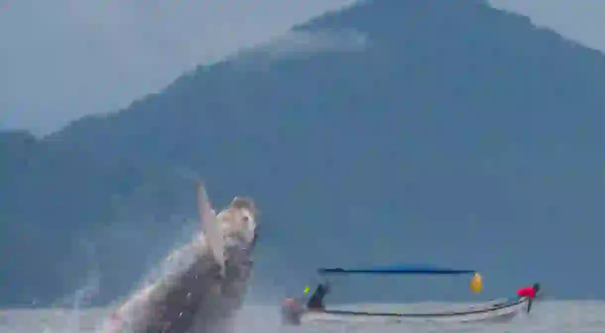 Humpback whale jumping out of the water off the coast of Nuquí in Colombia.