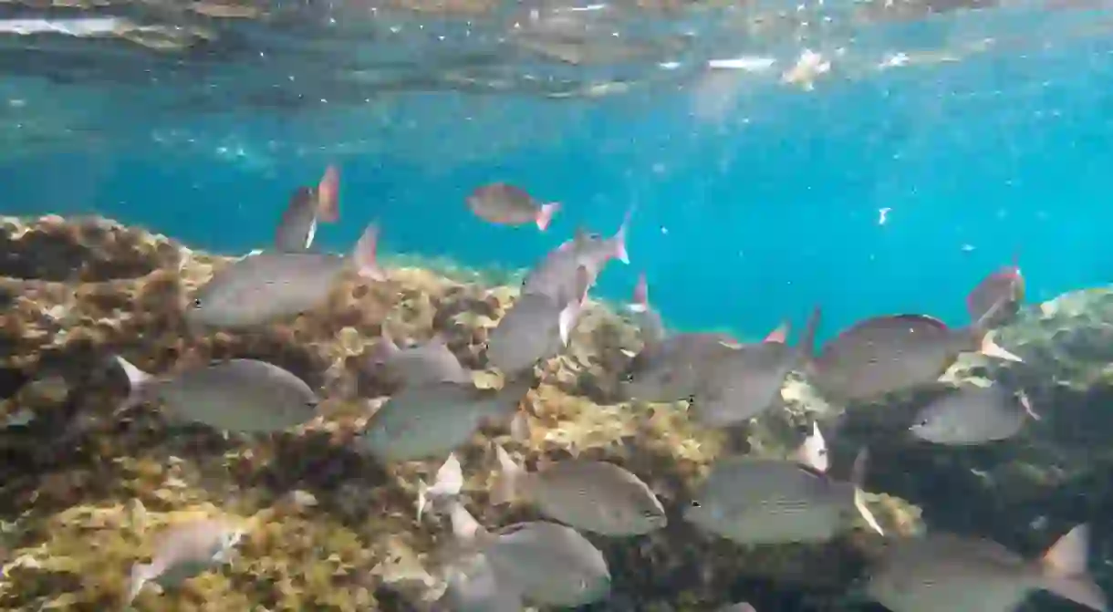 Tenerife, Spain: A swarm of salema porgy