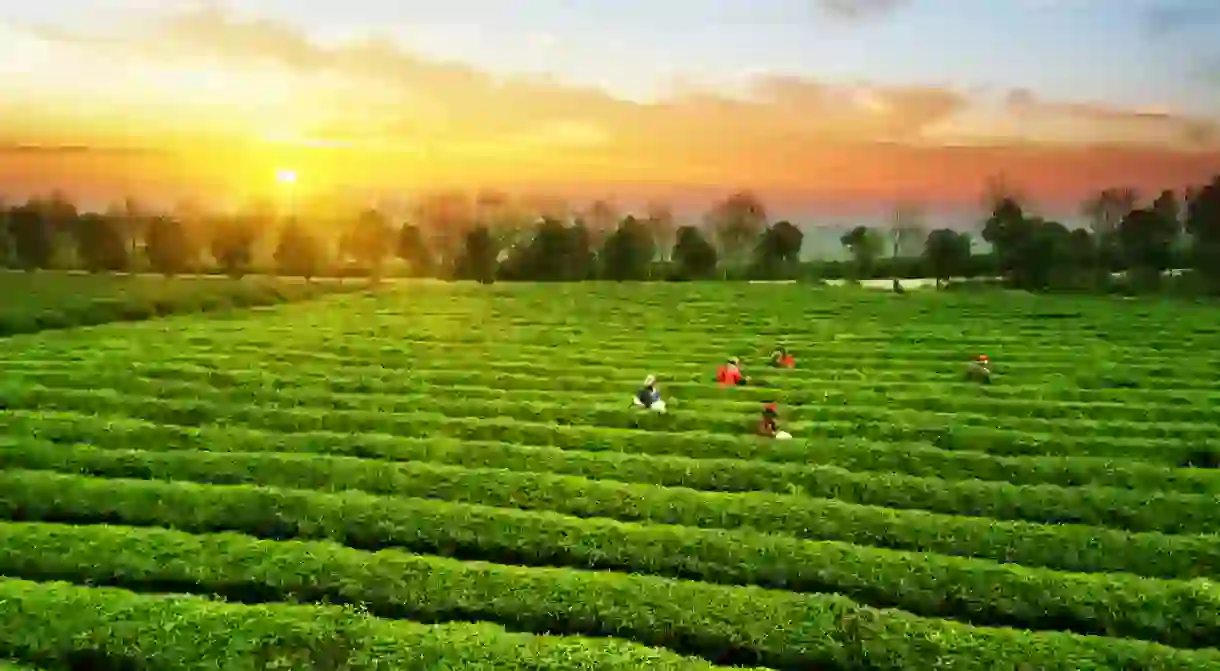 Tea plantation.Chinese tea.