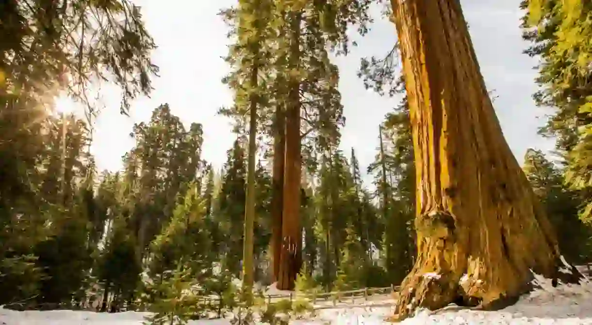 Winter forest in Sequoia National Park, United States Of America