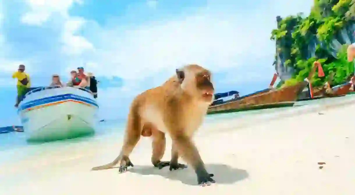 Monkey Beach, Phi Phi Islands, Thailand