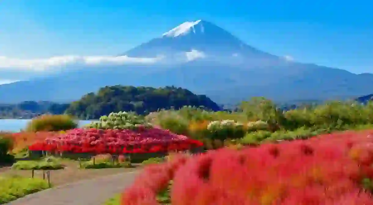 Mount Fuji and Lake Kawaguchi Oishi Park Kochia, Yamanashi Prefecture, Japan
