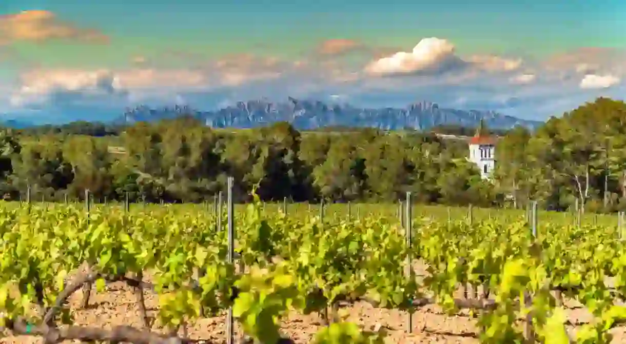 Vineyards at Penedes wine region with the Montserrat Rang