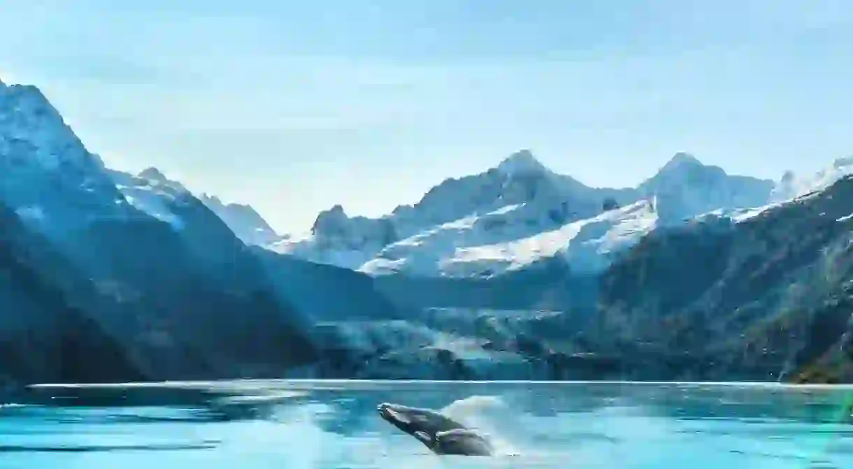 Alaska cruise travel Glacier Bay vacation. Whale watching tour concept for USA holiday destination.