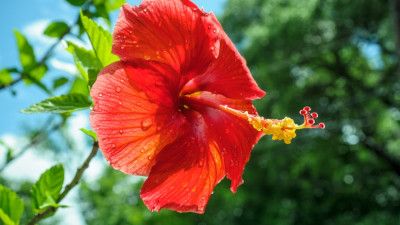 16 Enigmatic Facts About Hibiscus 